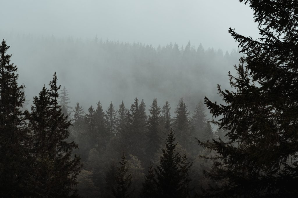 Forêt avec brume - Infinity Trail